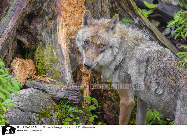 Eurasischer Grauwolf / eurasian greywolf / PW-18110