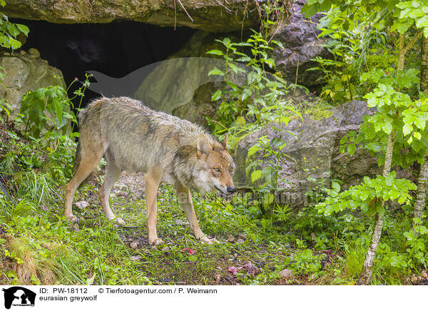 Eurasischer Grauwolf / eurasian greywolf / PW-18112