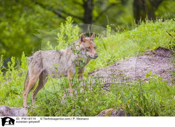 eurasian greywolf / PW-18114