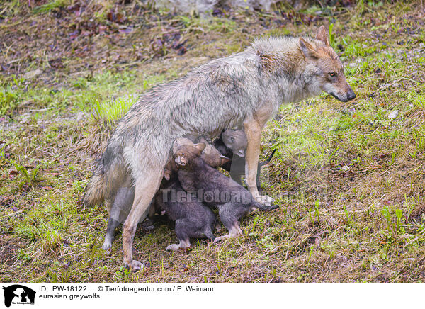 Eurasische Grauwlfe / eurasian greywolfs / PW-18122