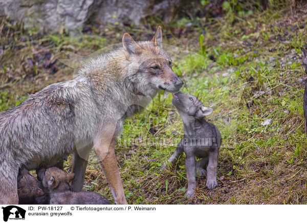 Eurasische Grauwlfe / eurasian greywolfs / PW-18127