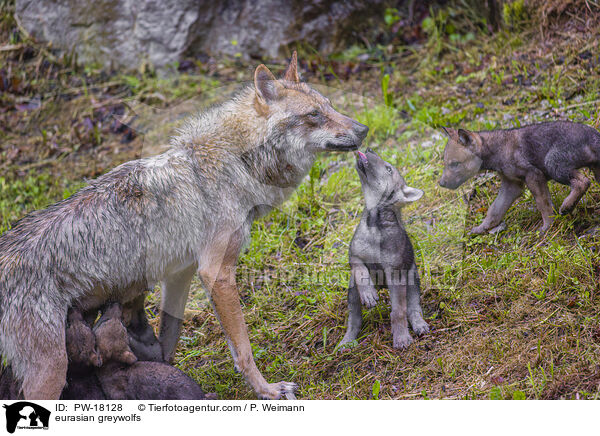 Eurasische Grauwlfe / eurasian greywolfs / PW-18128