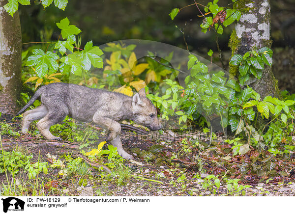 Eurasischer Grauwolf / eurasian greywolf / PW-18129