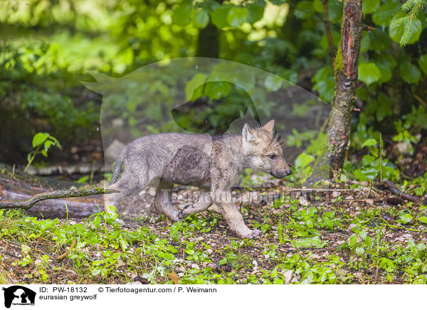 eurasian greywolf / PW-18132