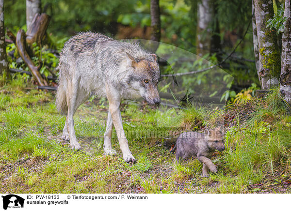 eurasian greywolfs / PW-18133