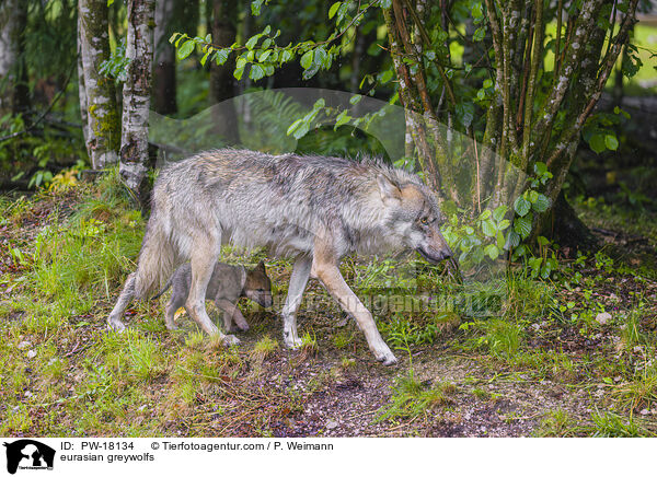 eurasian greywolfs / PW-18134