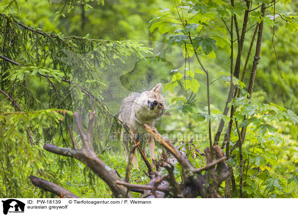 Eurasischer Grauwolf / eurasian greywolf / PW-18139