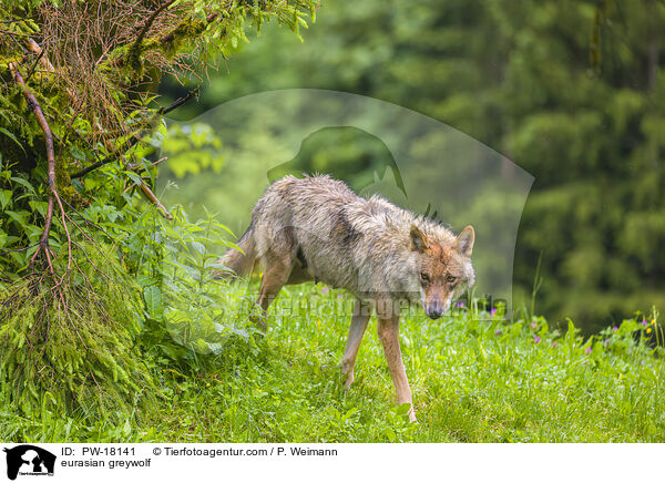 eurasian greywolf / PW-18141