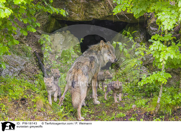 Eurasische Grauwlfe / eurasian greywolfs / PW-18143