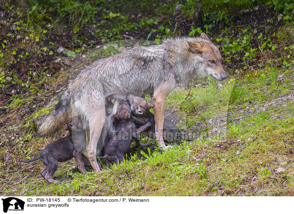 Eurasische Grauwlfe / eurasian greywolfs / PW-18145