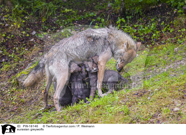 Eurasische Grauwlfe / eurasian greywolfs / PW-18146