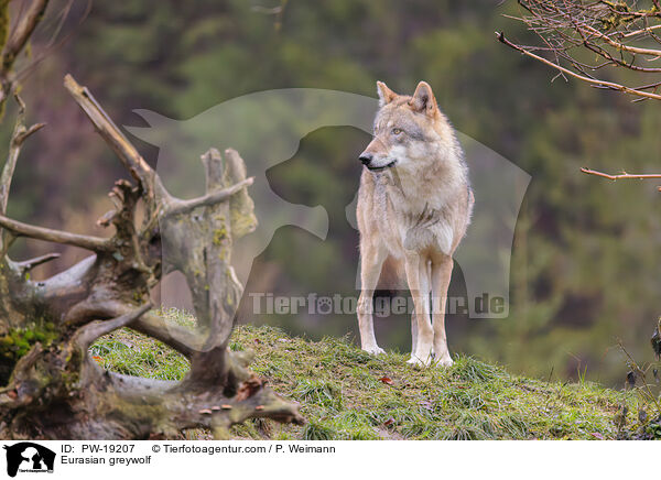 Eurasischer Grauwolf / Eurasian greywolf / PW-19207