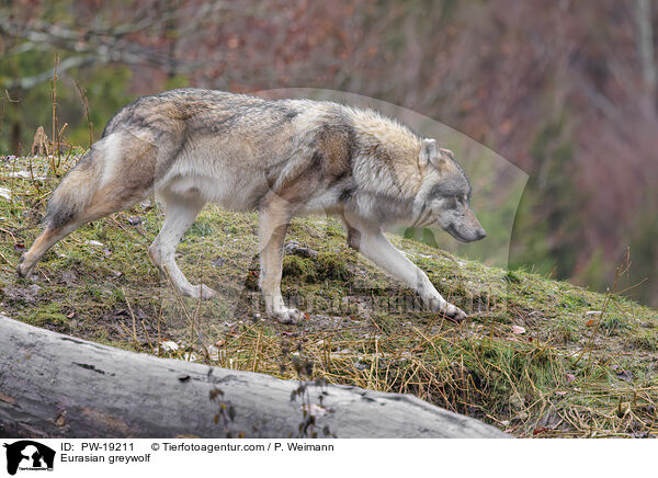 Eurasischer Grauwolf / Eurasian greywolf / PW-19211