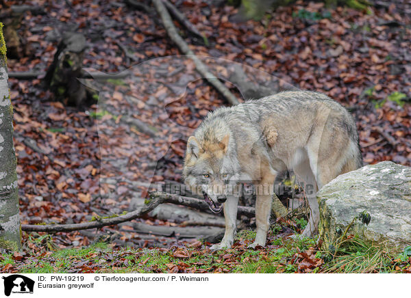 Eurasischer Grauwolf / Eurasian greywolf / PW-19219