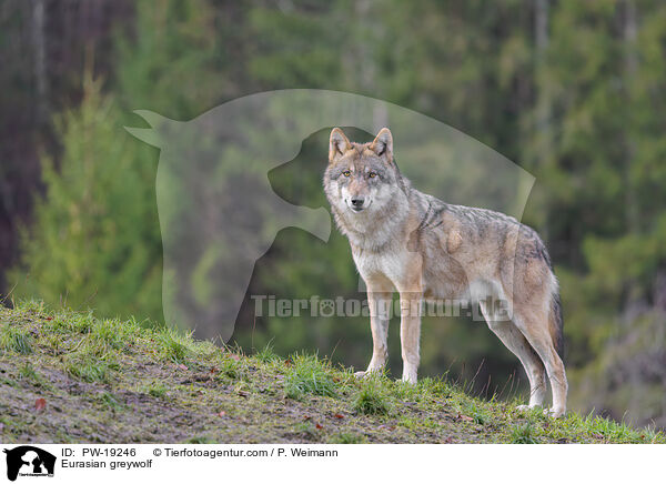 Eurasischer Grauwolf / Eurasian greywolf / PW-19246