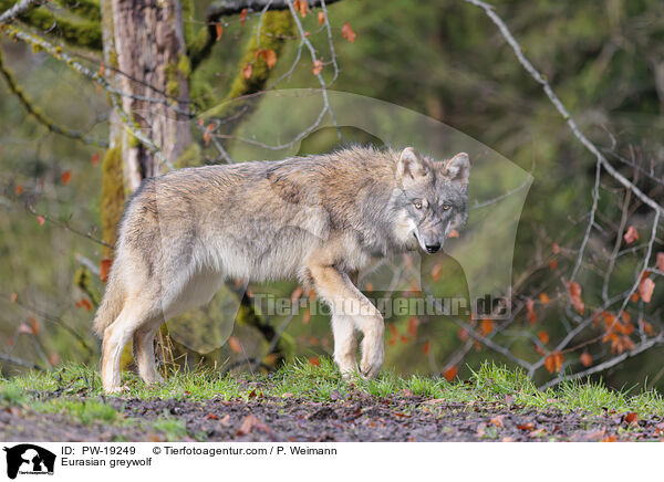 Eurasischer Grauwolf / Eurasian greywolf / PW-19249