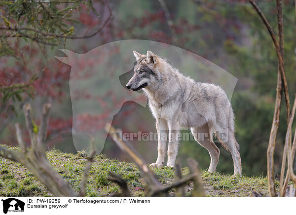 Eurasischer Grauwolf / Eurasian greywolf / PW-19259