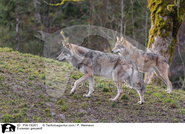 Eurasian greywolf / PW-19261