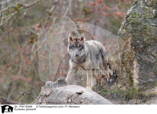 Eurasischer Grauwolf / Eurasian greywolf / PW-19268