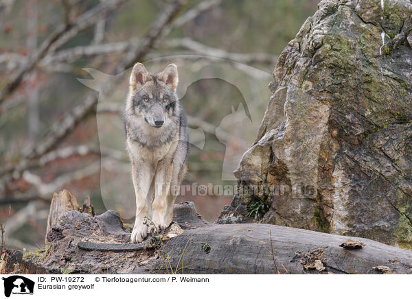 Eurasischer Grauwolf / Eurasian greywolf / PW-19272