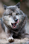 eurasian greywolf