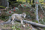 eurasian greywolf