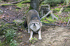 eurasian greywolf