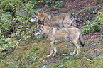 eurasian greywolves