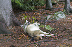 eurasian greywolf