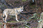 eurasian greywolf