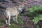 eurasian greywolf