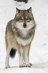 eurasian greywolf