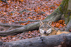 eurasian greywolf