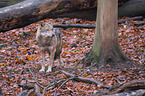 eurasian greywolf