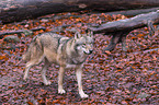 eurasian greywolf