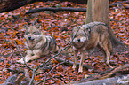 eurasian greywolfs