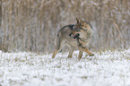 eurasian greywolf