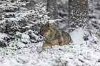 eurasian greywolf