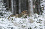 eurasian greywolf