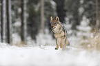 eurasian greywolf