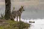 eurasian greywolf