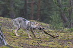 eurasian greywolf