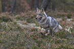 eurasian greywolf