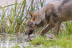 eurasian greywolf