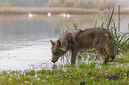 eurasian greywolf