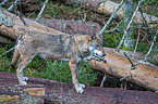 eurasian greywolf