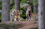 eurasian greywolves