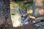 eurasian greywolf