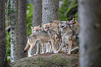 eurasian greywolves