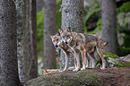 eurasian greywolves